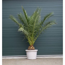 Dadelpalm Phoenix canariensis h 225 cm st. h 25 cm