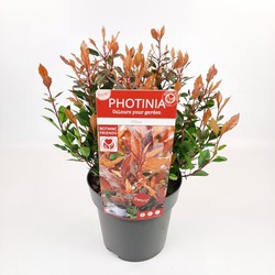 Hello Plants Photinia Fraseri Chico Glansmispel - Struik, Sierheester - Ø 19 cm - Hoogte: 25 cm