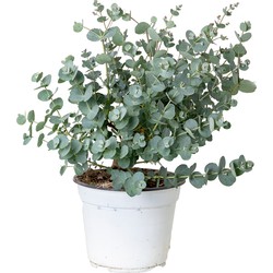 Floraya - Gomboom | Eucalyptus 'Gunnii' - Buitenplant in kwekerspot ⌀14 cm - ↕30-40 cm
