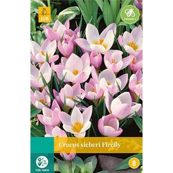 5 stuks - Crocus sieberi Firefly 15 bollen