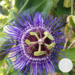 Passiflora 'Purple Haze' – Passiebloem – Klimplant – Onderhoudsvriendelijk  - ⌀15 cm - ↕60-70 cm