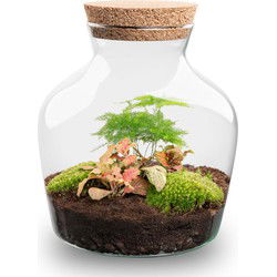 URBANJNGL - Planten terrarium • Little Joe • Ecosysteem plant • ↑ 21,5 cm