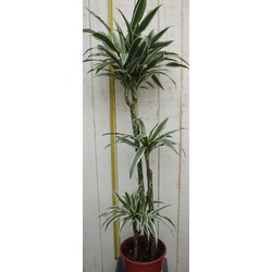 Kamerplant Drakenbloedboom Dracaena Fragrans Wit-Groen 120 cm