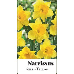 2 stuks - Narcissus grootkronig geel 80 bollen