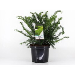 Taxus baccata summergold 40-50 cm