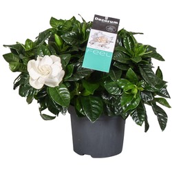 Gardenia Jasminoides - Witte bloemen - Jasmijn - Pot 13cm - Hoogte 20-30cm