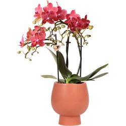 Kolibri Orchids | Rode/ oranje Phalaenopsis orchidee – Congo + Scandic sierpot terracotta – potmaat Ø9cm – 40cm hoog | bloeiende kamerplant in bloempot - vers van de kweker