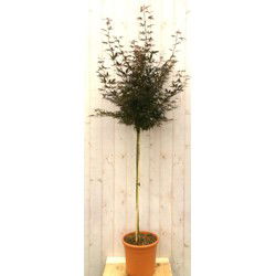 Japanse esdoorn rood blad stamhoogte 100 cm