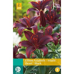 5 stuks - Lilium zwart 2 bollen