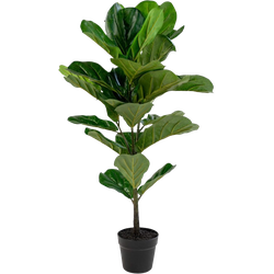 Ellen vioolblad kamerplant - 100 cm