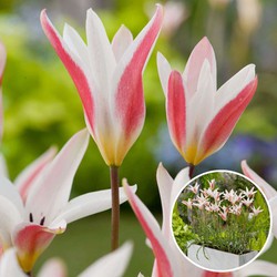 Tulipa Clusiana Stellata - Bloembollen x40 - Tulp - Wit en Roze