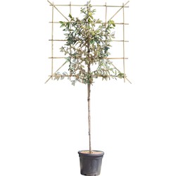 Olijfwilg leiboom 120 cm Elaeagnus ebbingei 240 cm - Warentuin Natuurlijk