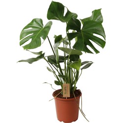 ZynesFlora - Monstera Deliciosa - Kamerplant - Ø 21 cm - Hoogte: 80-85cm - Gatenplant