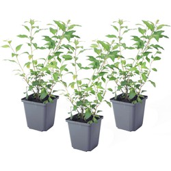 Solanum Rantonnetii 'Nachtschade' - 3 stuks - Struik - Pot 9 cm - Hoogte 25-40cm