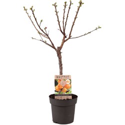 Prunus Armeniaca - Abrikozenboom - Fruitboom - Pot 21cm - Hoogte 90-100cm