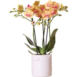 Kolibri Orchids | Oranje Phalaenopsis orchidee – Jamaica + Jug sierpot wit – potmaat Ø9cm – 35cm hoog | bloeiende kamerplant in bloempot - vers van de kweker