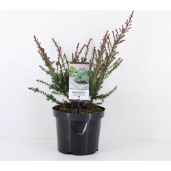 Podocarpus lawrencei red tip