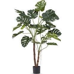 Greenmoods Monstera Op Stam - Monstera deliciosa - Nep plant - 1 Stuk - 145cm