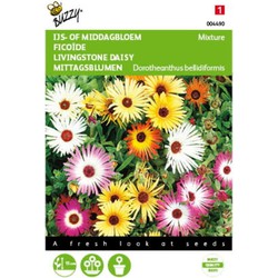 2 stuks - Mesembryanthemum Dorotheanthus Kleurenmengsel