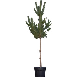 Grove Den Pinus sylvestris 237,5 cm - Warentuin Natuurlijk