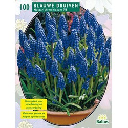 2 stuks - Muscari Armeniacum, Blauw per 100