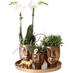 Kolibri Company | Gift set Face-2-face gold | Groene planten set met witte Phalaenopsis Orchidee en Rhipsalis incl. keramieken sierpotten & accessoire