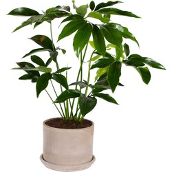 Philodendron Green Wonder in pot - 80cm 