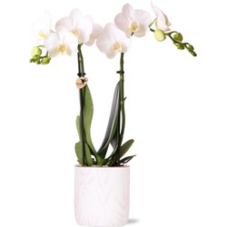 Kolibri Orchids | witte Phalaenopsis orchidee - Amabilis + Leaf pot pink - potmaat Ø9cm | bloeiende kamerplant - vers van de kweker