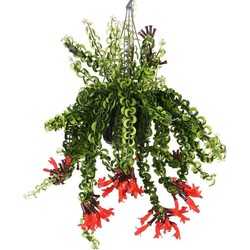 Aeschynantus Twister - Lippenstiftplant - Hangplant - Pot 15cm - Hoogte 20-30cm