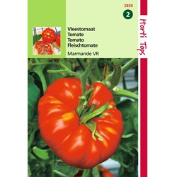 2 stuks - Tomaten Marmande Vleestomaat