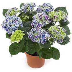 Hortensia Masterpiece Bi-Colour | Candy Heart blauw