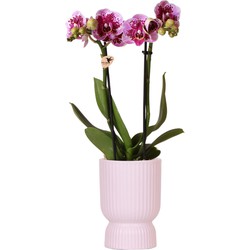 Kolibri Orchids | Roze paarse phalaenopsis orchidee - El Salvador + Diabolo pink - potmaat Ø9cm | bloeiende kamerplant - vers van de kweker