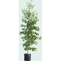 Amberboom solitair Liquidambar styraciflua 275 cm - Warentuin Natuurlijk
