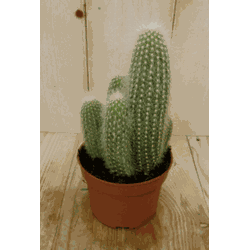 Kamerplant Stekel Cactus