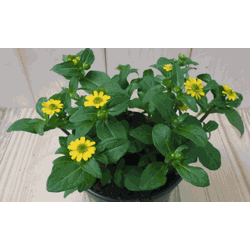 3 stuks! Huzarenplant