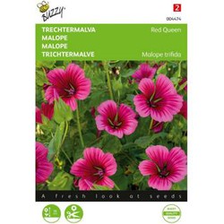 Zaden malope trechtermalva red queen 1.5 gram