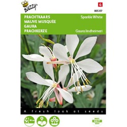 5 stuks - Gaura lindheimerii Sparkle White Tuinplus