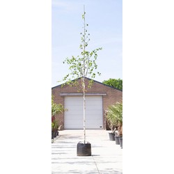 Witte himalaya berk Betula ut. jacquemontii h 450 cm st. omtrek 16 cm