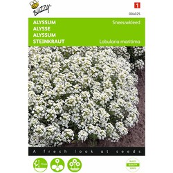 2 stuks - Alyssum Lobularia Mar.Procumbens Sneeuwkleed