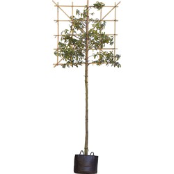 Portugese laurier leiboom 200 cm Prunus lusitanica 320 cm leirek 120x150 cm