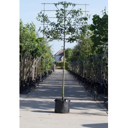 Sierpeer als leiboom Pyrus call. Chanticleer h 360 cm st. omtrek 18 cm st. h 240 cm