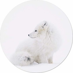 Muurcirkel Polar Fox in de Sneeuw