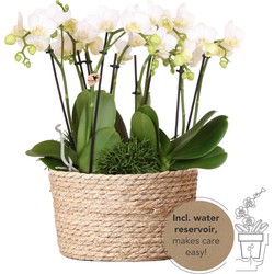 Kolibri Orchids | witte plantenset in Reed Basket incl. waterreservoir | drie witte orchideeën Amabilis 9cm en drie groene planten | Jungle Bouquet wit met zelfvoorzienend waterreservoir