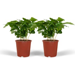 Hello Plants Coffea Arabica Koffieplant - 2 Stuks - Ø 12 cm - Hoogte: 25 cm - Kamerplant