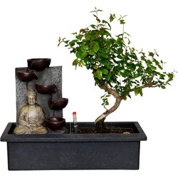 ZynesFlora - Bonsai Boom met Waterval - Ø 27 cm - Hoogte: 25-30 cm - Kamerplant in Pot