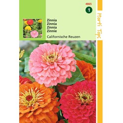 2 stuks - HT Zinnia Californische Reuzen gemengd