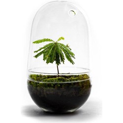 Growing Concepts Egg Large terrarium - Biophytum plant 30cm / 17cm / Glas - 30cm