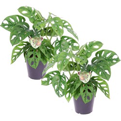 Monstera Monkey Mask - Set van 2 - Rimpelgatenplant - Pot 12cm - Hoogte 25-30cm