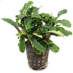 Eg bucephalandra green velvet nr13