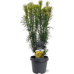 Cephalotaxus harringtonii Korean Gold 40-50 cm Conifeer